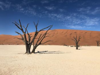 Bare trees on sand against sky