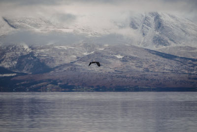 View of birds flying over sea