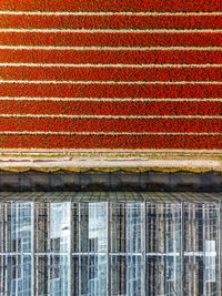 Aerial view of a vibrant red tulip field divided by a road from a modern glass greenhouse