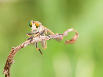 Close-up of insect on plant