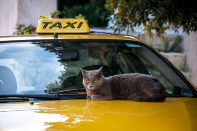 Cat sitting by car