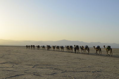 View of horses on beach against sky