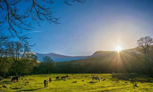 Cows grazing on field against sky