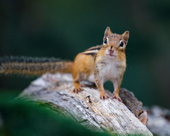 Close-up of squirrel on wood
