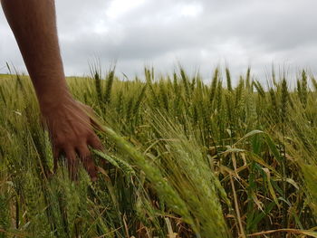 Scenic view of wheat field against sky
