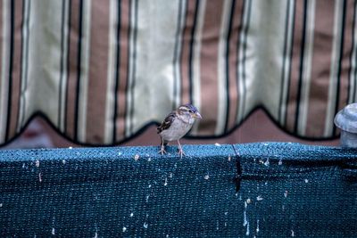 Close-up of bird perching on wall