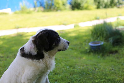 Dog looking away on field