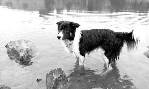 Dog in water