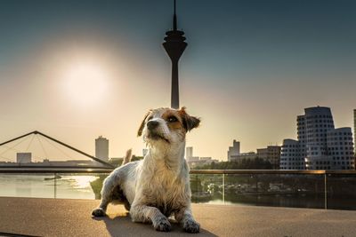 View of a dog looking at city buildings