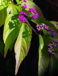 Close-up of plant with water drops