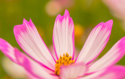 Close-up of pink flower