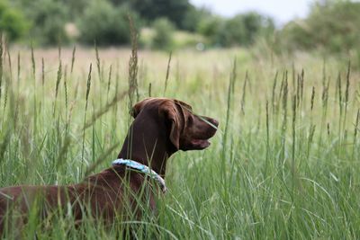 Dog on field