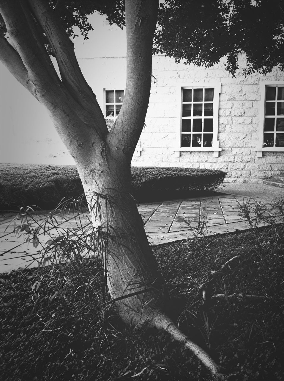 architecture, built structure, building exterior, tree, branch, tree trunk, window, bare tree, shadow, sunlight, day, no people, growth, water, outdoors, building, wall - building feature, nature, clear sky, city