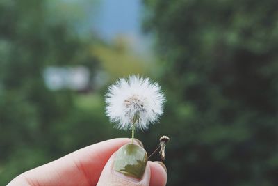 Cropped image of person holding dandelion flower