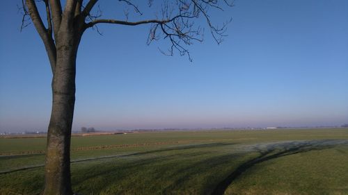 Scenic view of agricultural field against clear sky