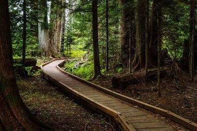 Railroad track in forest