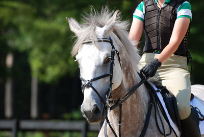 Beautiful eventing grey appaloosa in the horse show ring.