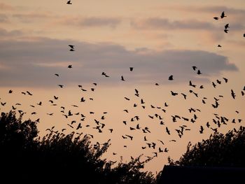 Low angle view of birds flying in sky