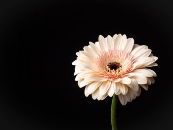 Close-up of white flower against black background