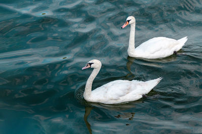 Swans swimming in lake