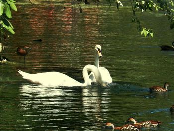 Swans swimming in lake