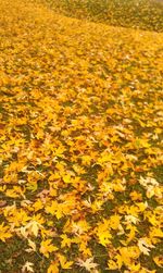 Full frame shot of yellow flowers in field