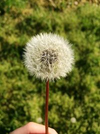 Close-up of dandelion flower against blurred background