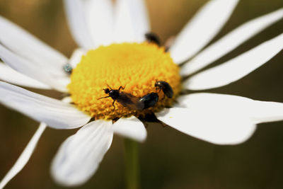 Close-up of bee pollinating on white flower