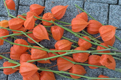 High angle view of orange fruits on plant