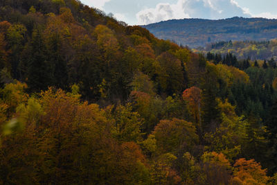 Trees in forest during autumn