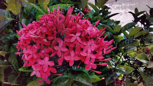 Close-up of flowers blooming outdoors