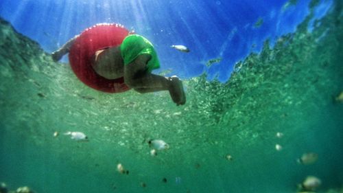 Close-up of jellyfish swimming in water