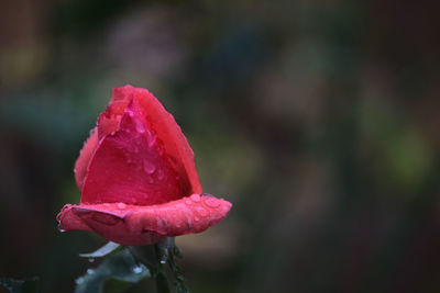 Close-up of pink rose