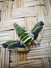 Close-up of bird perching on table