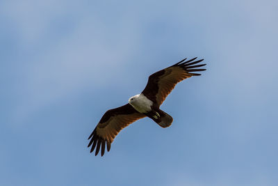 Low angle view of eagle flying in sky