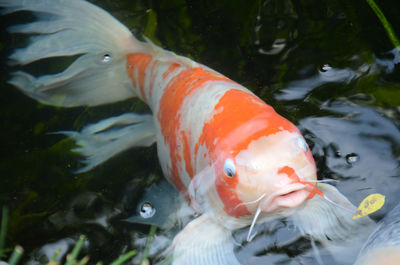 Close-up of koi fish in water