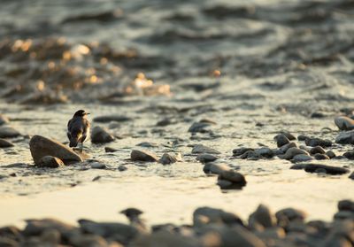 Bird perching on stone at beach