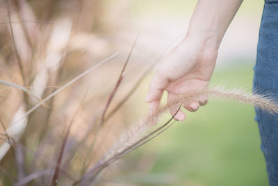 Close-up of hand touching plant in farm