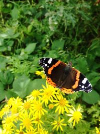 Butterfly perching on flower