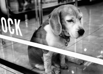 Close-up of a dog looking away