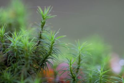 Close-up of fresh green plant