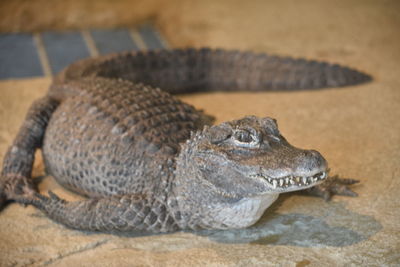 Close-up of turtle on rock