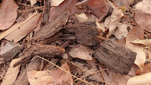 High angle view of dry leaves on wood