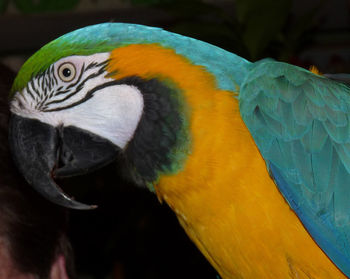 Close-up of a parrot