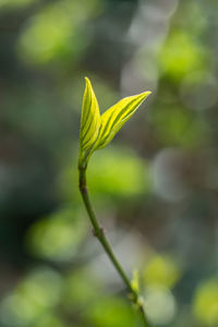 Close-up of flower