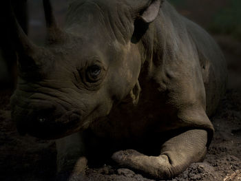 Close-up of an animal against blurred background