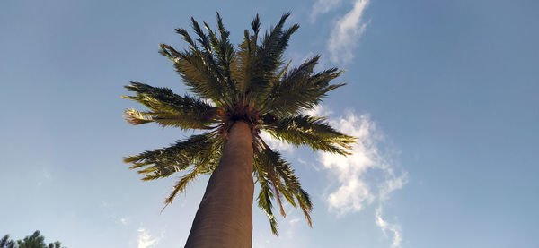 palm tree