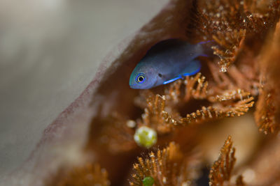 Close-up of fish underwater