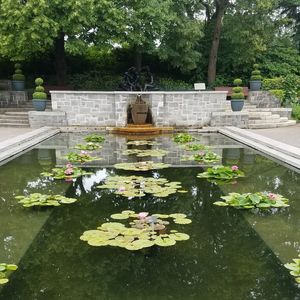 View of flowering plants in pond at park