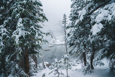 Snow covered pine trees against sky